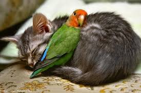 Image result for silly animals