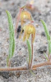 Image result for Hermannia parvula