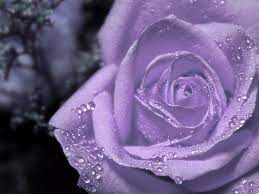 Check spelling or type a new query. Lavender Rose Wallpapers Top Free Lavender Rose Backgrounds Wallpaperaccess