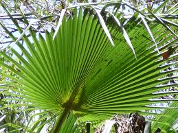 Image result for Borassus aethiopum