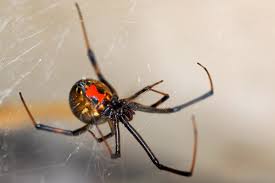 Like many spiders, the black widow spider eats other arachnids and insects that get caught in their webs. True Facts About The World S Most Fear Inducing Spider Natural World Earth Touch News