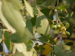 Image result for Sonneratiaceae