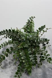 Image result for Pellaea