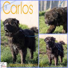 Hunde suchen ein zuhause sachsen. Schwarze Hunde Und Katzen Suchen Public Group Facebook
