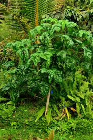 Image result for Abelmoschus