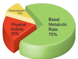 bmr calculator for weight loss