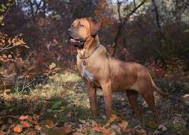 Dziru Yokozuna Yusha Female 9 Months Tosa Inu Cane Tosa Ken Tosa TÅken Japanese Fighting Dog Japanese Mastiff