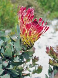 Image result for Ipomoea protea