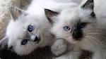 Ragdoll Cat Breeders Near Me