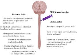Check spelling or type a new query. Treatment Of Spinal Cord Injury With Mesenchymal Stem Cells Cell Bioscience Full Text
