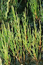 Image result for Salicornia pachystachya