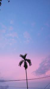  Sore Bersama Sunset Pink Sunset Wallpaper Biru Pantai Fotografi Anime Langit Japan Jepang Palm Tree Fotografi Alam Fotografi Pantai