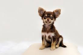 Our petmatch tool matches your preferences with pet personality traits to find you the perfect pet! Genetic Testing Shows Animal Shelters Often Misidentify Dogs Breeds Smart News Smithsonian Magazine