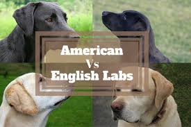 English Labs Vs American Labs Differrences Show Lab Vs