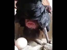 Ayam bertelur di atas padi mati kelaparan. Proses Ayam Kampung Bertelur Youtube