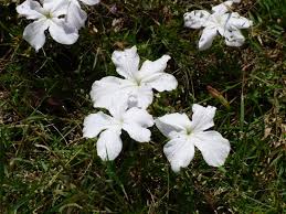 Image result for Cycnium