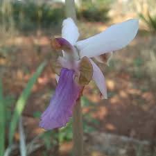 Image result for Eulophia livingstoneana