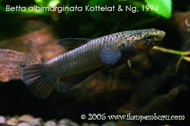 Originates from the sebuku river drainage in borneo, where it inhabits acidic. Betta Albimarginata Seriously Fish