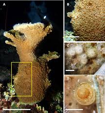 Image result for Cremaspora