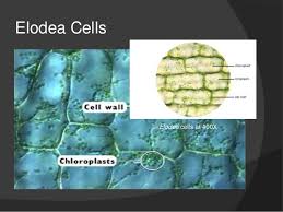 Check spelling or type a new query. Cell Lab