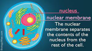Pin On Cell Biology Biochemistry