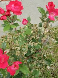A $15 service fee applies to all orders. Rose Bush Leaves Are Being Eaten By Something Plantclinic