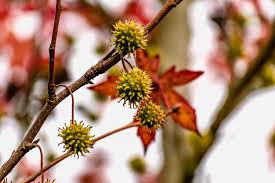 Image result for Altingiaceae