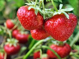 Sollte man erdbeeren aus spanien kaufen? Erdbeeren Pflanzen Sorten Zeitpunkt Standort Selbermachen De