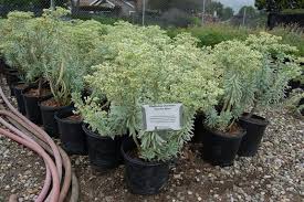 It is fairly drought resistant. Euphorbia Characias Glacier Blue Pp19027 Euphorbia Glacier Blue Glacier Blue Spurge Plant Lust