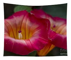 Image result for Stictocardia beraviensis