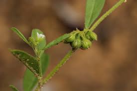 Image result for Limeum viscosum