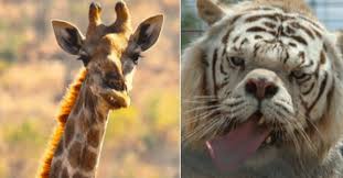 They still could not be considered as animals with down syndrome if they have no any duplicate of human chromosome. 20 Beautiful Animals With Down Syndrome Inner Strength Zone