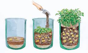 Kartoffeln Im Pflanzsack Anbauen Grosse Ernte Auf Kleinem Raum Garten Pflanzen Pflanzen Und Bepflanzung
