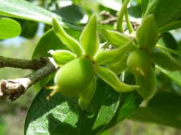 Image result for Dovyalis zeyheri