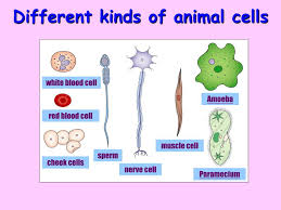 We did not find results for: Ppt 7 3 Eukaryotic Cell Structures Powerpoint Presentation Free Download Id 5958868