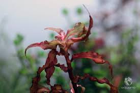 Image result for Murdannia