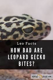 Count how many spots your gecko has and keep track (leopard geckos' spots will change as they get older). How Bad Are Leopard Gecko Bites Really Reptile Craze