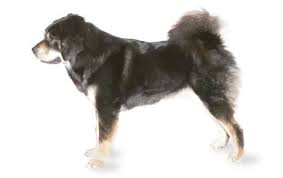Tibetan Mastiff Dog Breed Information Pictures