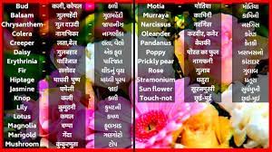 Dahliafor flower names in hindi and english check here flowers names. Flowers Flowers Name Fuloke Naam Fulona Naam English Words Meaning In Hindi And Gujarati Youtube