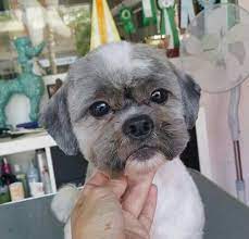 More images for shih tzu hairstyles short » Repinned Cute Short Shih Tzu Clip Dogsgrooming Shih Tzu Grooming Shih Tzu Puppy Dog Grooming Styles