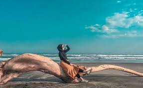 Pantai Cemara Nan Asri Indah Dan Unik Di Cidaun Cianjur Pantai Pesisir Pedesaan
