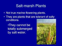 It doesn't need tons of light and can thrive in just about any setup. Exit Questions List 4 Characteristics Of Aquatic Seaweeds Ppt Download