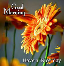 Awesome Good Morning Wishes For Friends Nice Good Morning Images Good Morning Thursday Funny Good Morning Memes