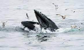 Mr packard, 56, told the cape cod times he. 7a74nacttq Mlm