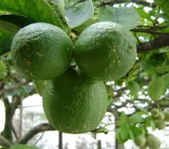 Image result for Citrus × aurantiifolia