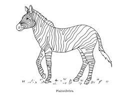 They can be seen grazing on fields and grasslands, giving you the opportunity to play with your greens and yellows. Plains Zebra Coloring Page By Mama Draw It Teachers Pay Teachers