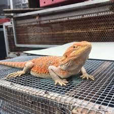 This Bearded Dragon Loves To Roam Outside In 2020 Bearded Dragon Bearded Dragon Habitat Bearded Dragon Tank