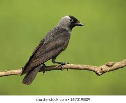 News & educational courses company service Jackdaw Corvus Monedula Dohle Germany Stock Photo Edit Now 167019809