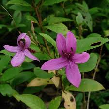 Image result for Eranthemum laxiflorum
