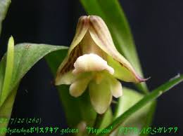 Image result for Polystachya galeata
